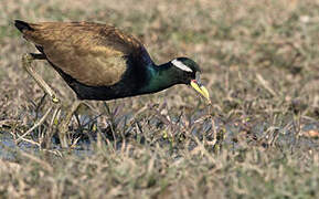 Bronze-winged Jacana