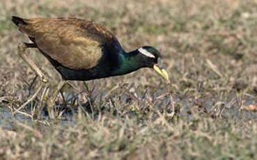 Jacana bronzé