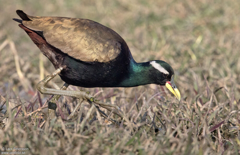 Bronze-winged Jacana