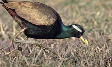 Jacana bronzé