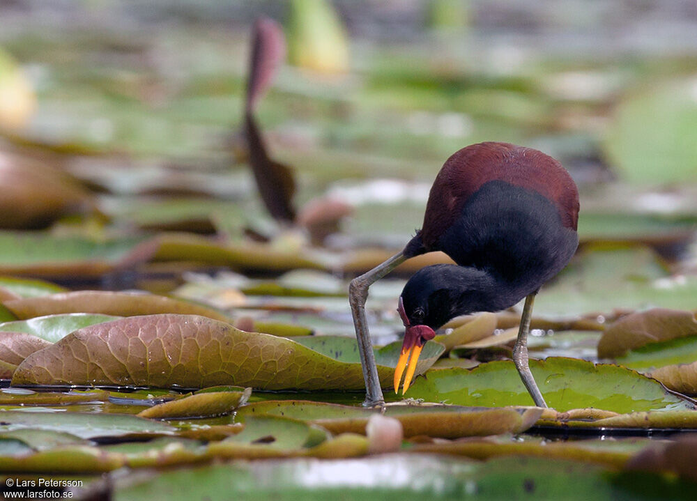 Jacana noir