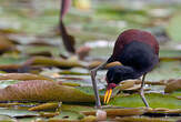 Jacana noir