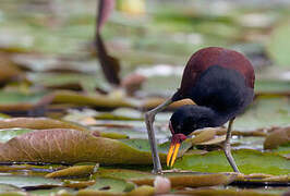 Wattled Jacana