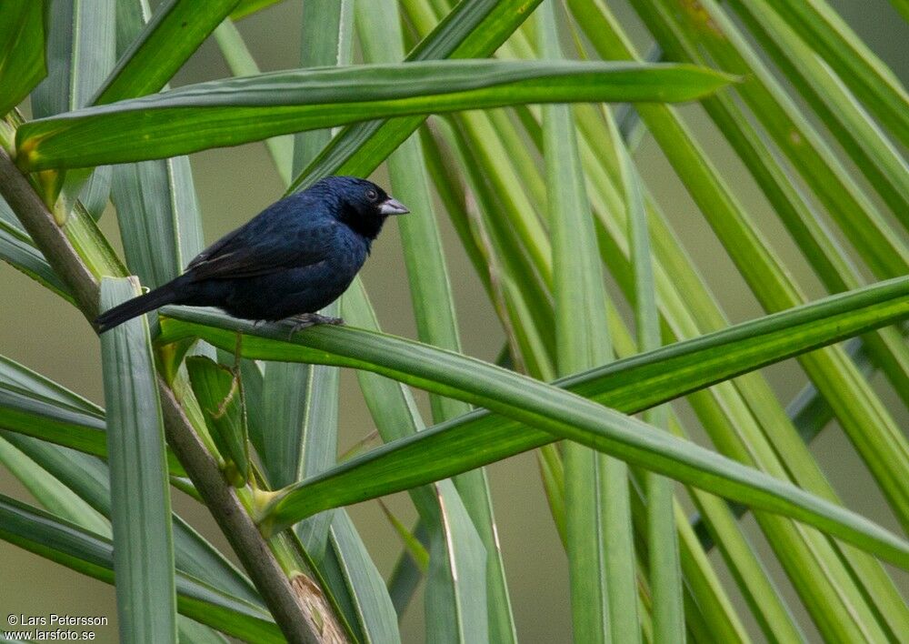 Jacarini noir