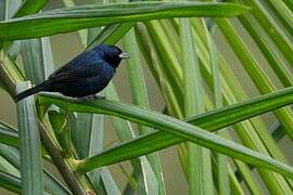 Blue-black Grassquit