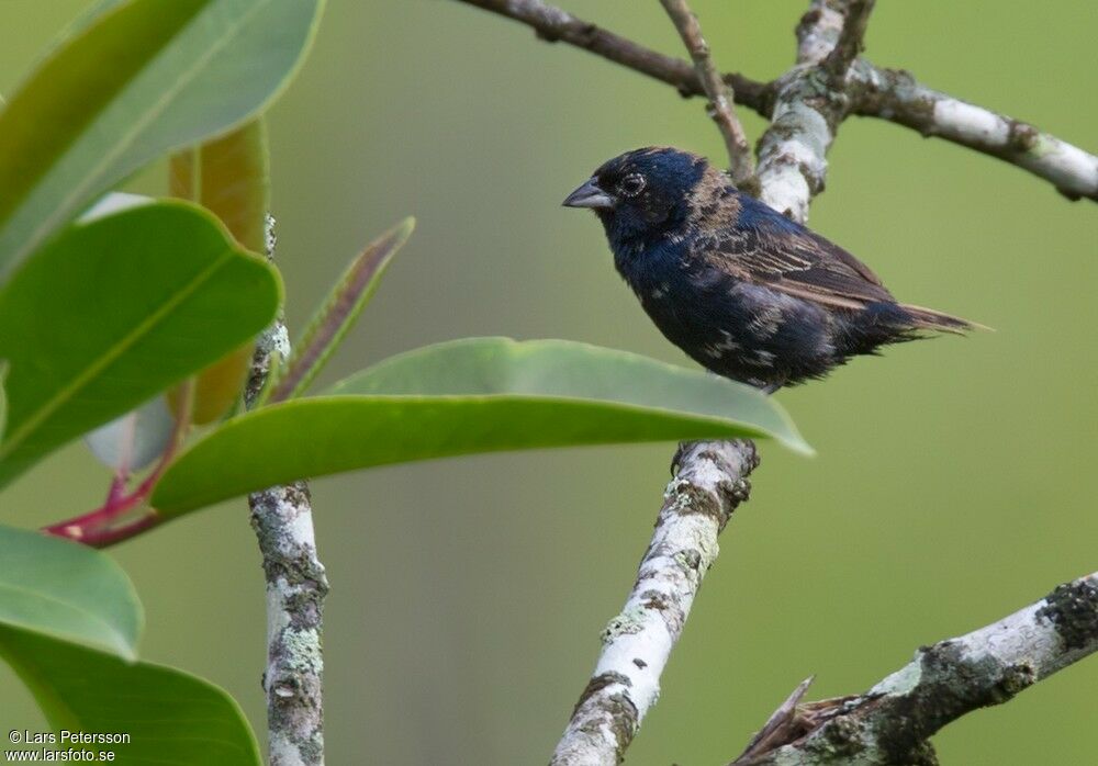 Blue-black Grassquit