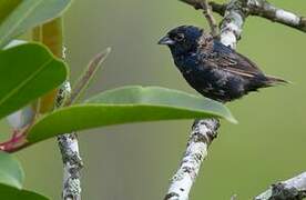 Blue-black Grassquit