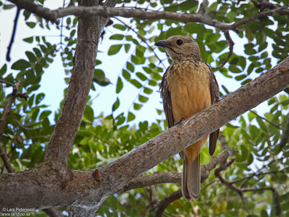 Fawn-breasted Bowerbird