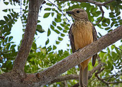 Fawn-breasted Bowerbird