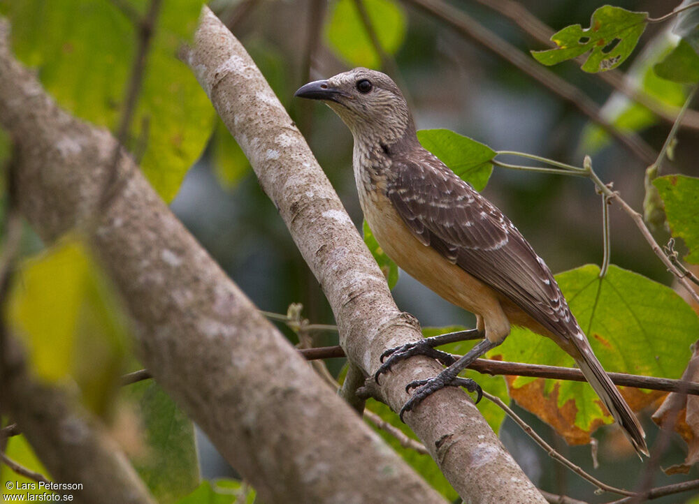 Fawn-breasted Bowerbird