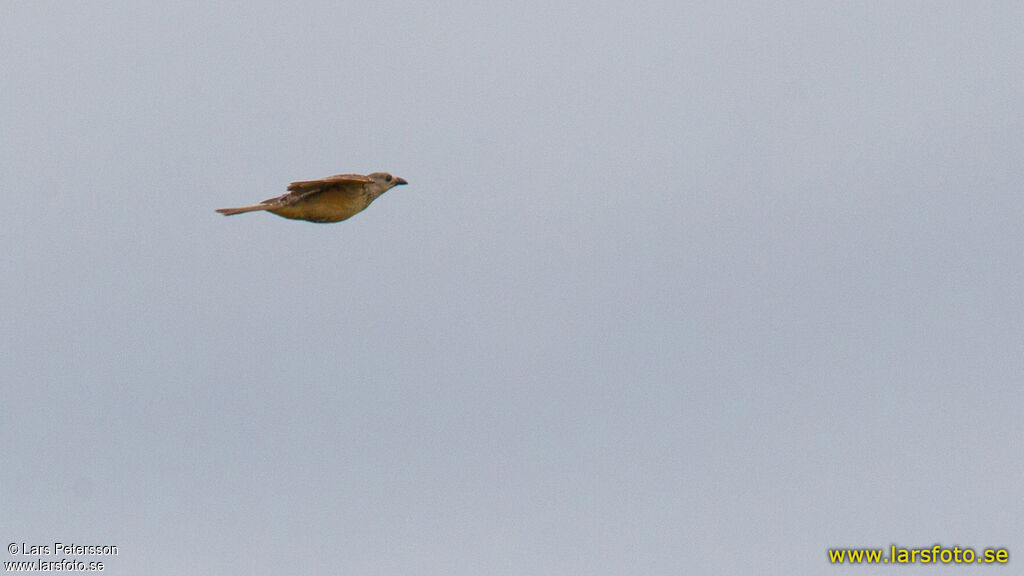 Fawn-breasted Bowerbird