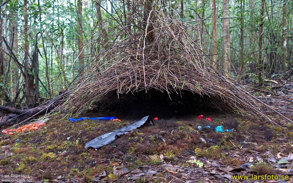 Vogelkop Bowerbird, Reproduction-nesting