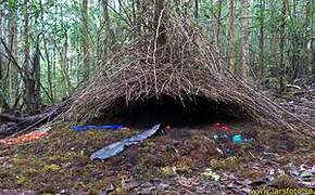 Vogelkop Bowerbird