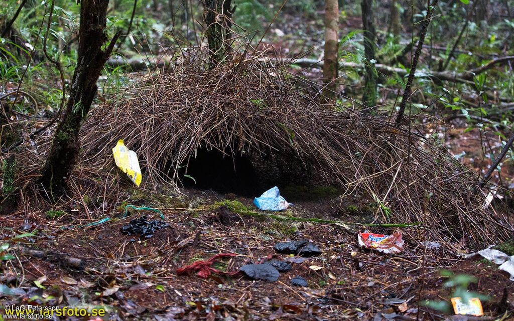 Vogelkop Bowerbird