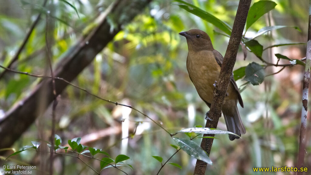 Vogelkop Bowerbird