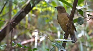 Vogelkop Bowerbird