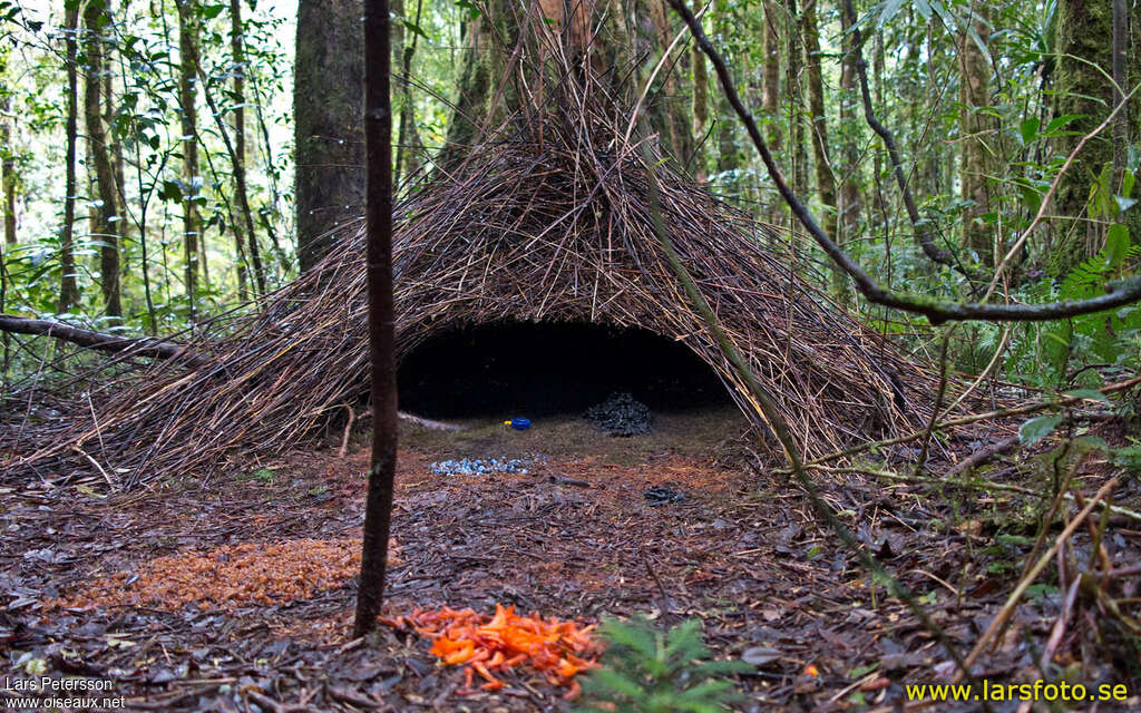 Vogelkop Bowerbird, Reproduction-nesting