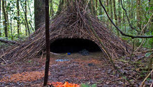 Vogelkop Bowerbird