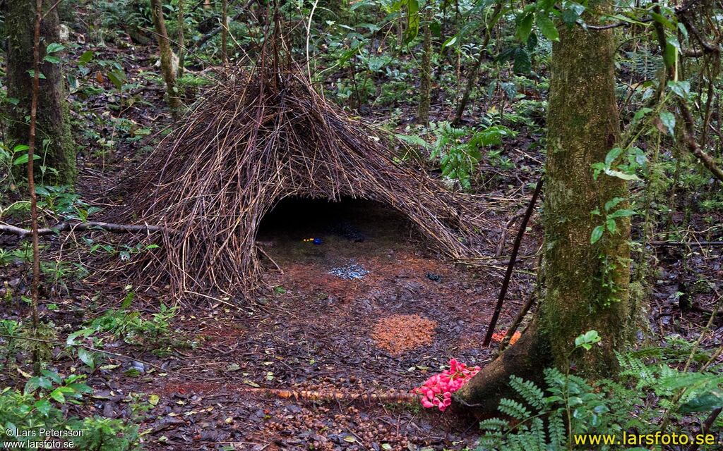 Vogelkop Bowerbird