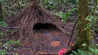 Vogelkop Bowerbird