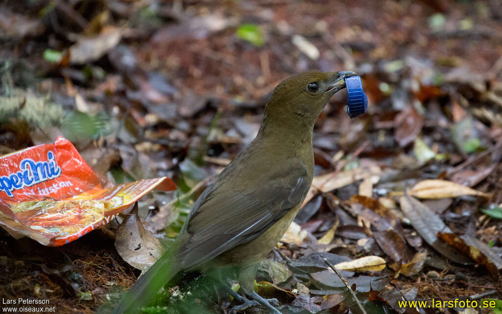 Vogelkop Bowerbird male adult, Reproduction-nesting