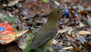 Vogelkop Bowerbird