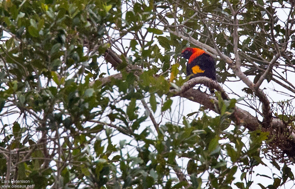 Fire-maned Bowerbird