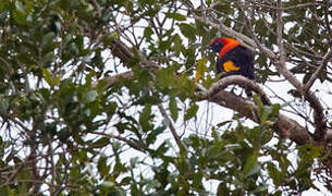 Fire-maned Bowerbird