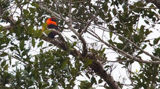 Fire-maned Bowerbird