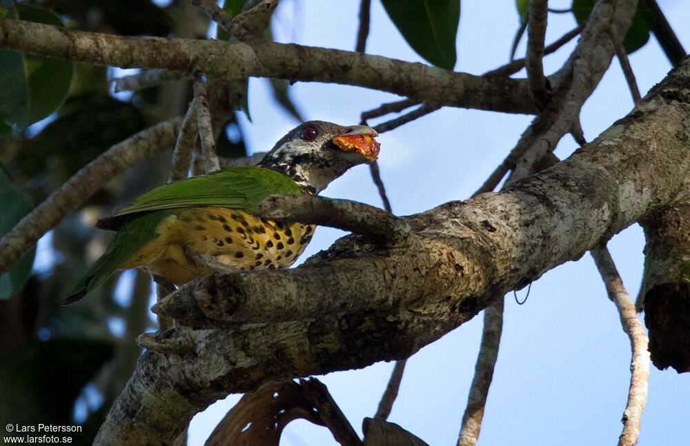 Tan-capped Catbirdadult, feeding habits