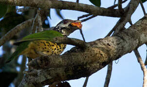 Tan-capped Catbird