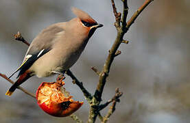 Bohemian Waxwing