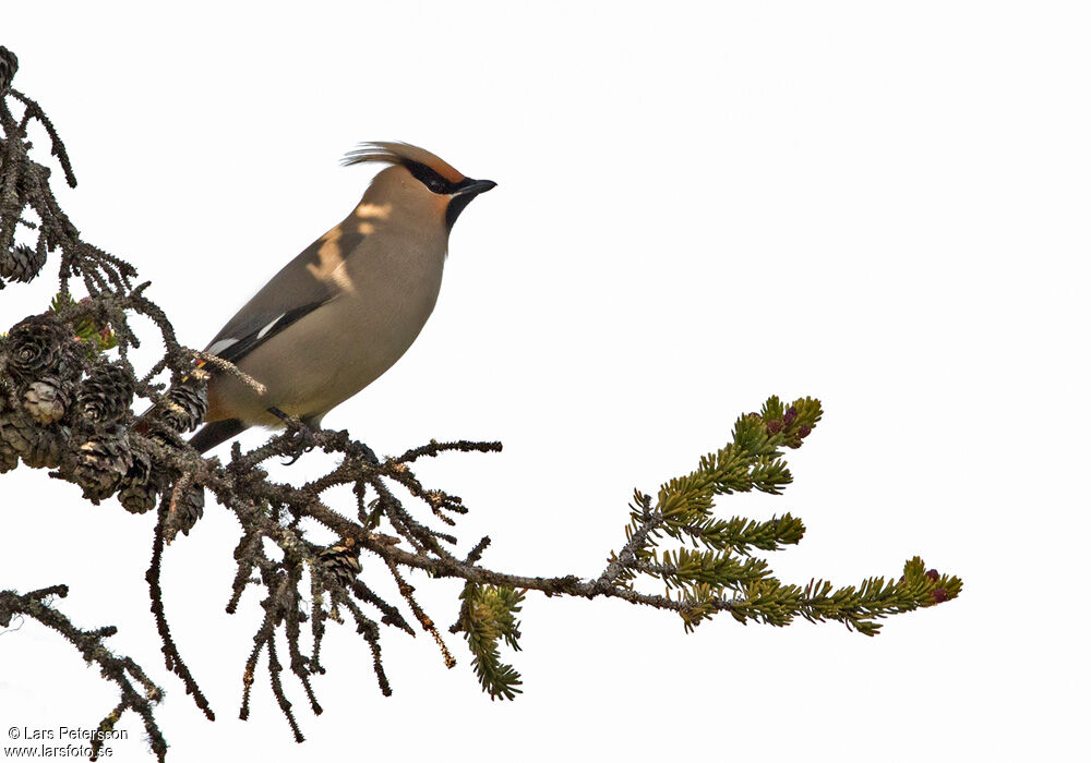 Bohemian Waxwing