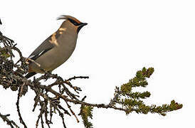 Bohemian Waxwing