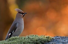 Bohemian Waxwing