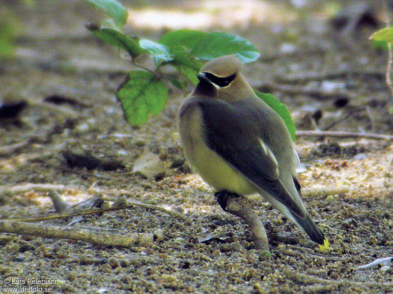 Cedar Waxwing