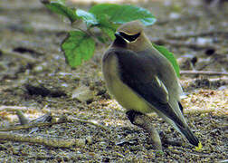 Cedar Waxwing