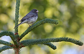 Junco ardoisé