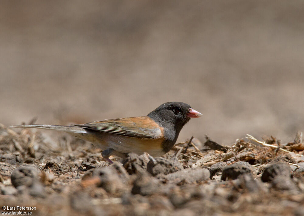 Dark-eyed Junco