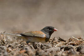 Dark-eyed Junco