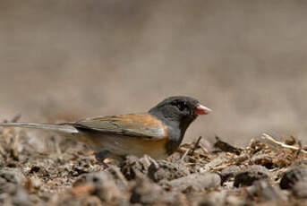 Junco ardoisé