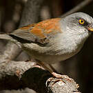 Junco aux yeux jaunes
