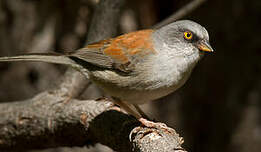 Junco aux yeux jaunes