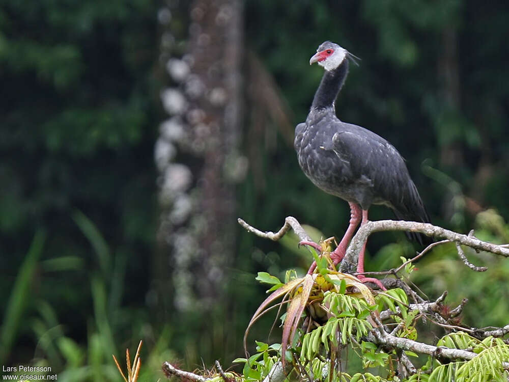 Northern Screameradult, identification