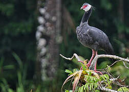 Northern Screamer