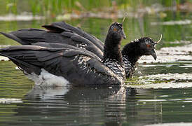 Horned Screamer