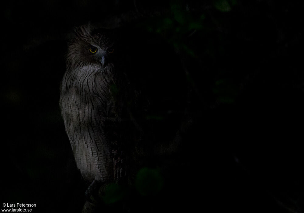 Blakiston's Fish Owl