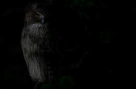 Blakiston's Fish Owl