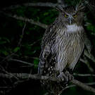 Kétoupa de Blakiston