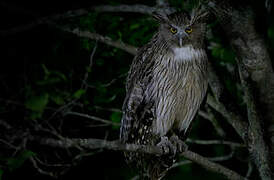 Blakiston's Fish Owl